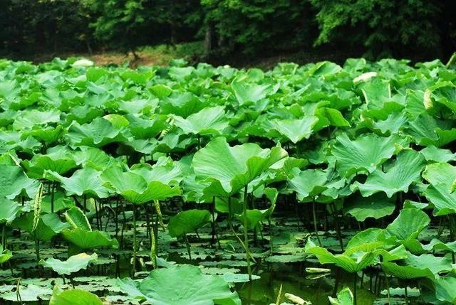 莲叶何田田的意思是什么