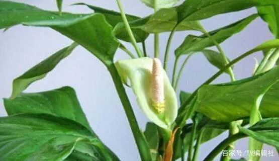 万年青开花吗？