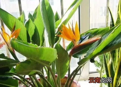 仙鹤来花期是什么时候 仙鹤是什么意思