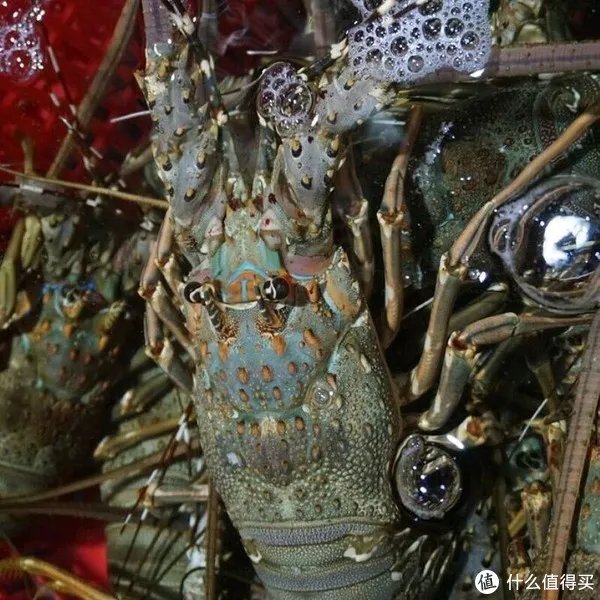 龙虾怎么做好吃