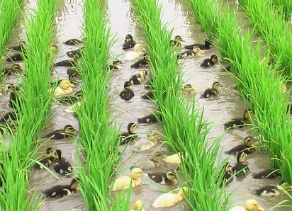 东北大米价格多少钱一斤？哪些品牌的东北大米好吃？