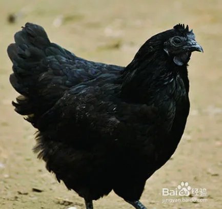 绿皮鸡蛋和普通鸡蛋有什么区别