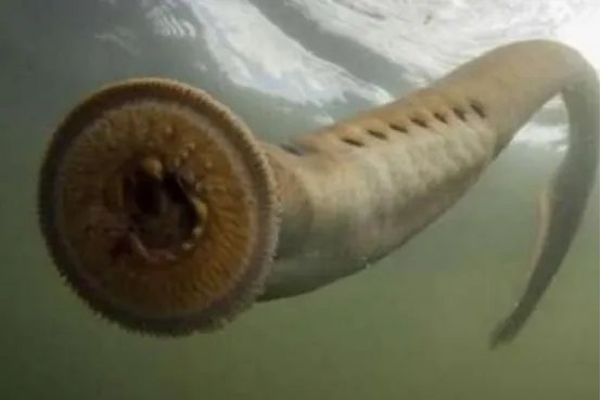 世界十大吸血动物