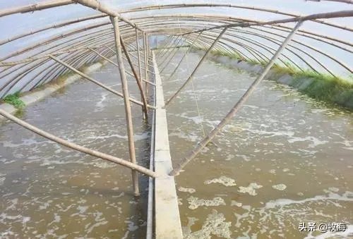 大棚养虾可靠吗？