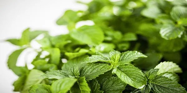 薄荷怎么养 在家怎么种薄荷