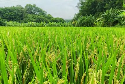 2米高“巨型稻”在重庆拾万镇迎来丰收,“巨型稻”是谁培育的?