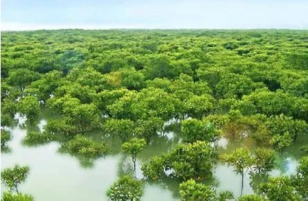 北海红树林