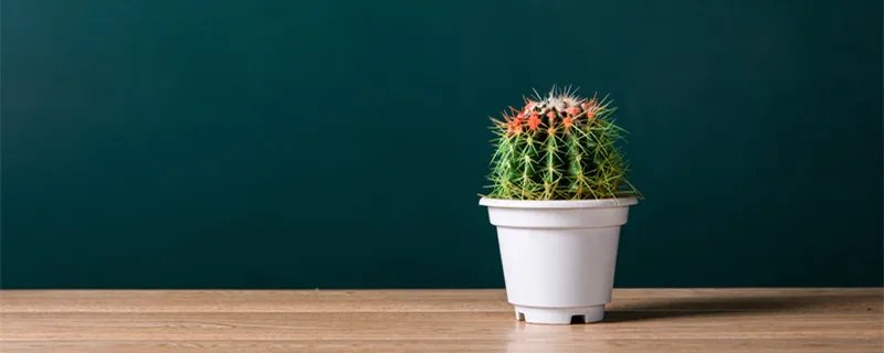 仙人球多久浇一次水 仙人球多久浇一次水比较好