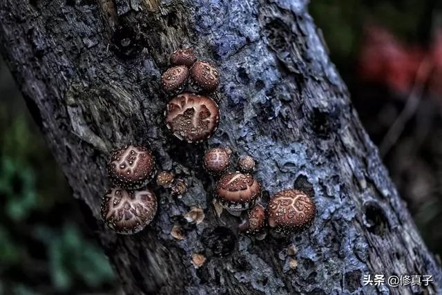 佳能100-400镜头适合拍什么?