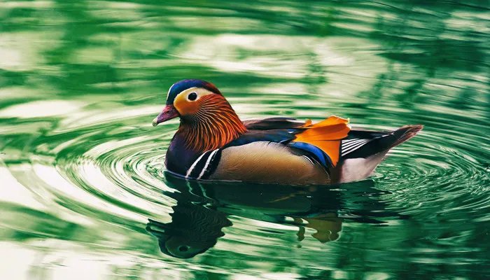 得成比目何辞死只羡鸳鸯不羡仙是什么意思