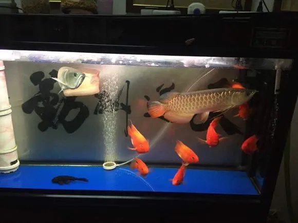 什么鱼好养 家里养什么风水鱼比较好