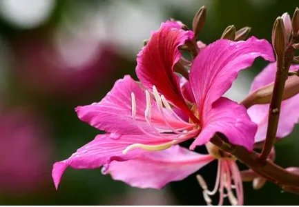 香港的市花是什么？