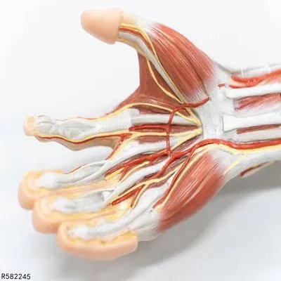 骨血管瘤症状有哪些 浅析骨血管瘤的四个症状