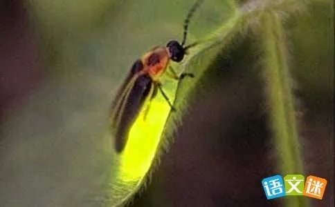 萤火虫飞呀飞