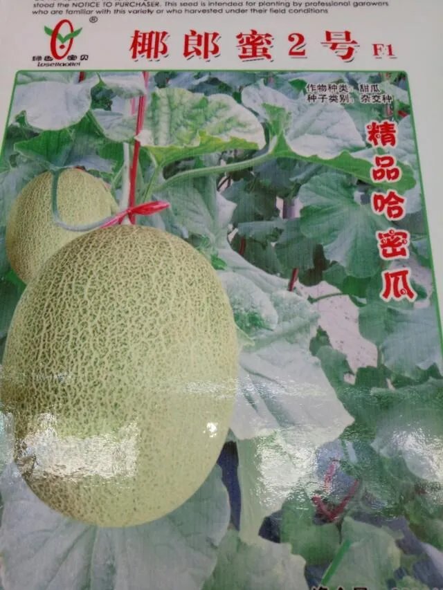 哈密瓜适合中国什么地方种植