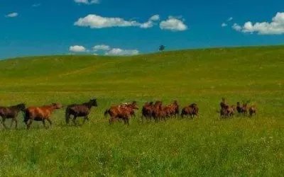 《陪你一起看草原》歌谱