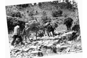 古代“茶马互市”是什么时候兴起的?茶马互换制度是怎么样的?