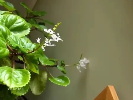 【绿植】开花露峥嵘（上）