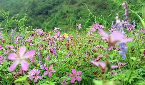 关于春天的歌曲有哪些?