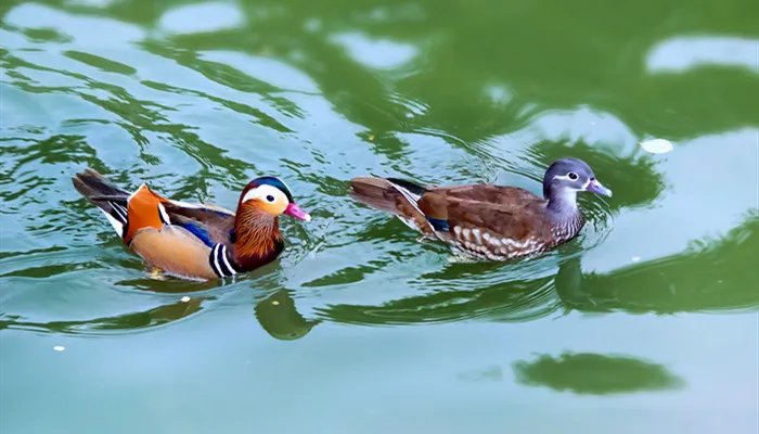 得成比目何辞死只羡鸳鸯不羡仙是什么意思