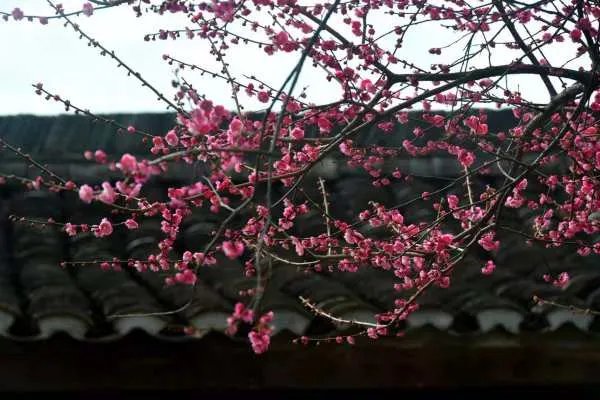 周瑜打黄盖的下一句是什么