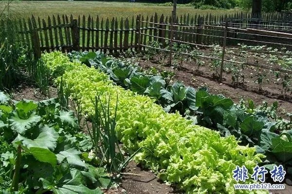 2017农村致富小项目排名,适合农村的致富小项目大全