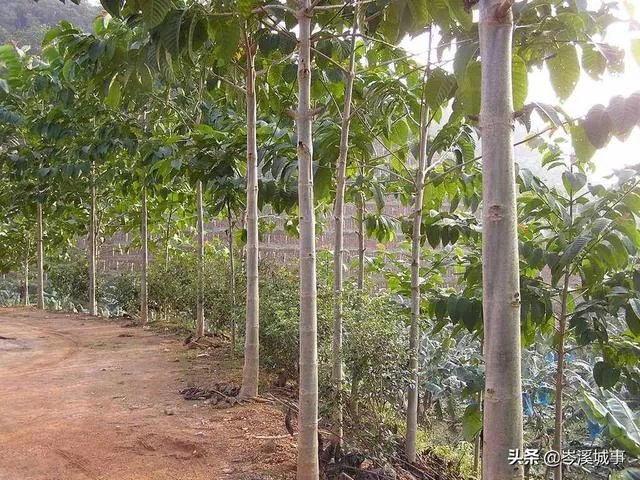 谁知道这个树的学名?广西岑溪市叫白兰木?