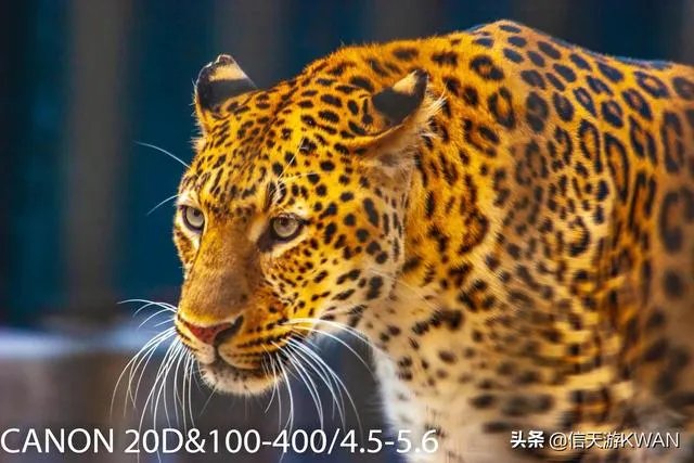 佳能100-400镜头适合拍什么?