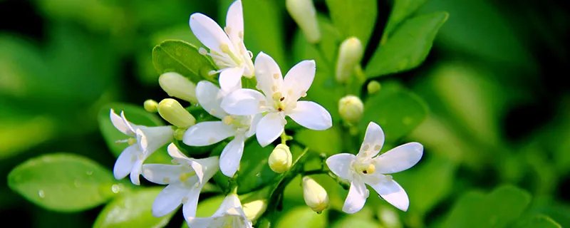 米兰花的养殖方法和注意事项 米兰花的养殖方法和注意事项有哪些