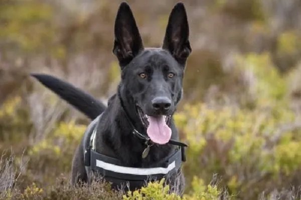 保定9岁女童上学路上被两只大狗咬死，该如何教导小孩子遇类似事件时自救？