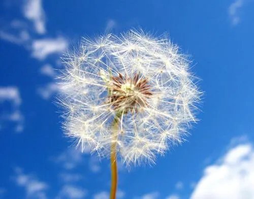 蒲公英的资料大全 隐藏着众多价值的蒲公英