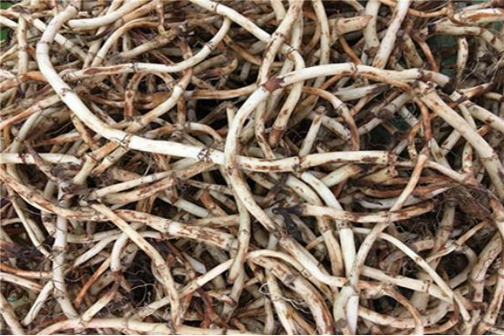 有什么治疗痔疮的偏方