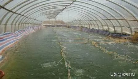 大棚养虾可靠吗？