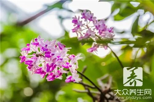 野生铁皮石斛怎么吃好呢