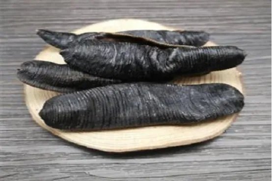 世界十大吸血动物