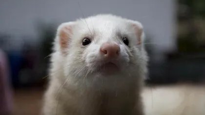 貂和黄鼠狼的区别是什么