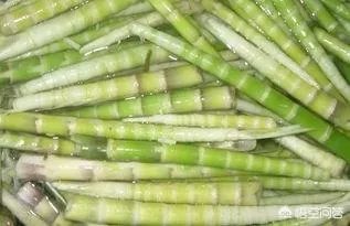 苦竹笋有什么功效?