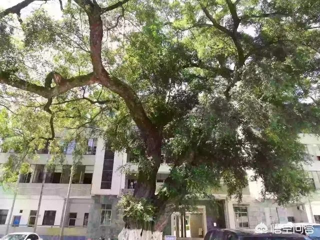 为什么说河源市和平县是个好地方？