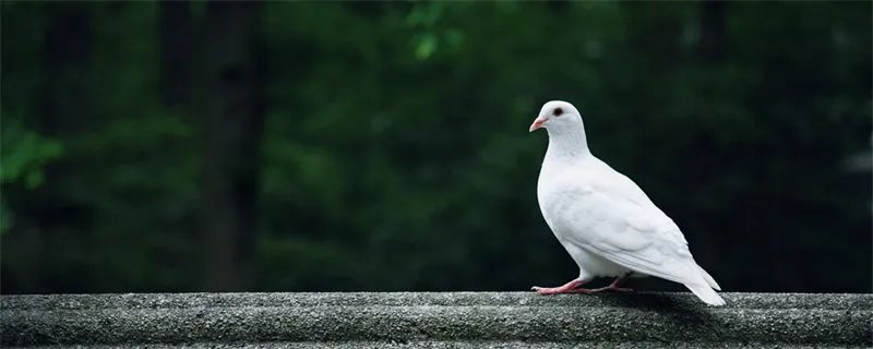 鸽子为什么这么大 鸽子为啥这么大