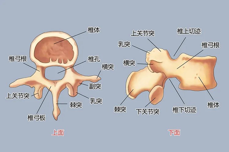 人体脊椎结构图
