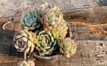 2023年出生属啥 2023年出生属什么