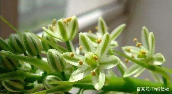 万年青开花吗？