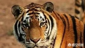 农村老话“宁斗猛虎，不斗疯熊”，这话有道理吗？熊比老虎更可怕吗？