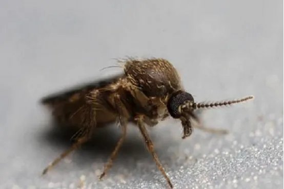 世界十大吸血动物