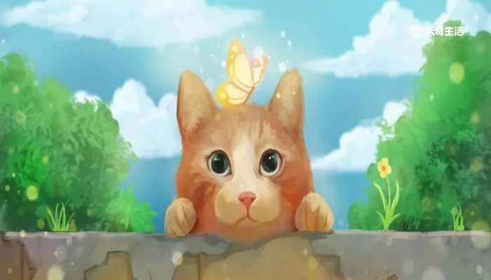 什么是吸猫 吸猫有什么危害吗