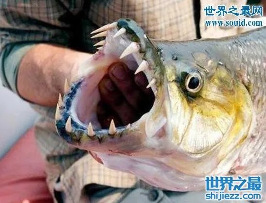 世界上最凶猛的鱼类,巨型水虎鱼(食人鱼)