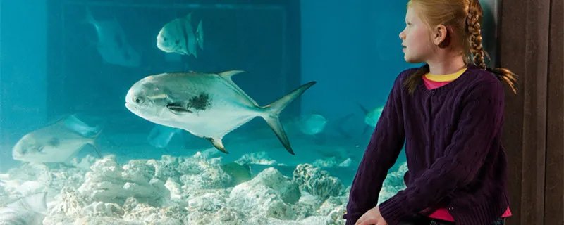 豆蔻年华是几岁 豆蔻年华是几岁的年龄