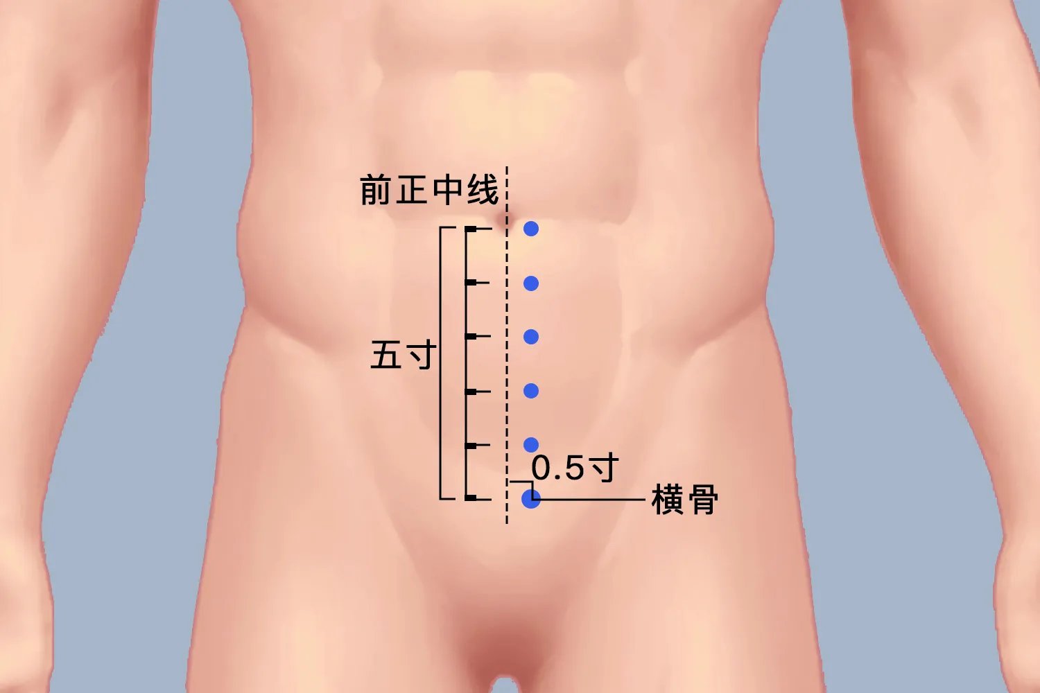 横骨的准确位置图片