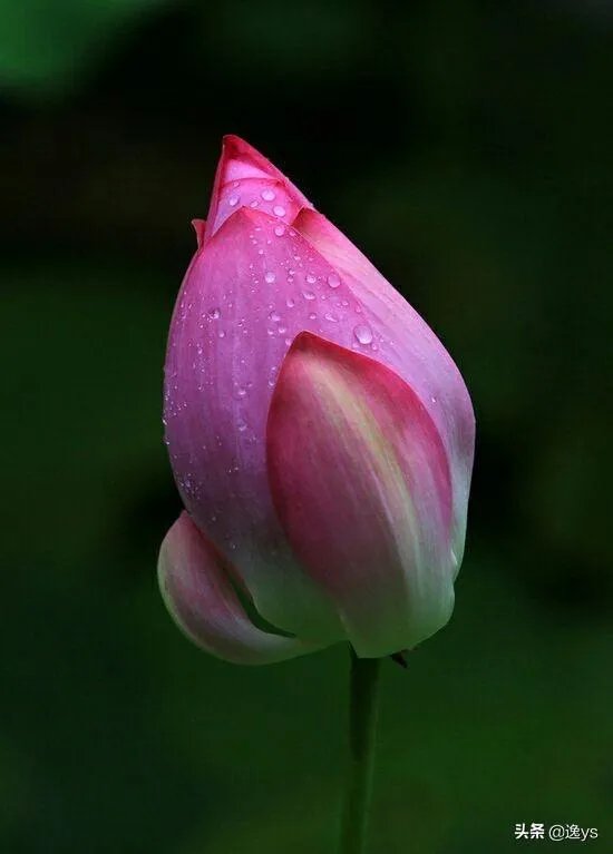 谁是世界上最漂亮的人?