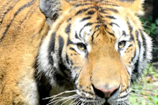 1926年属什么生肖属相?